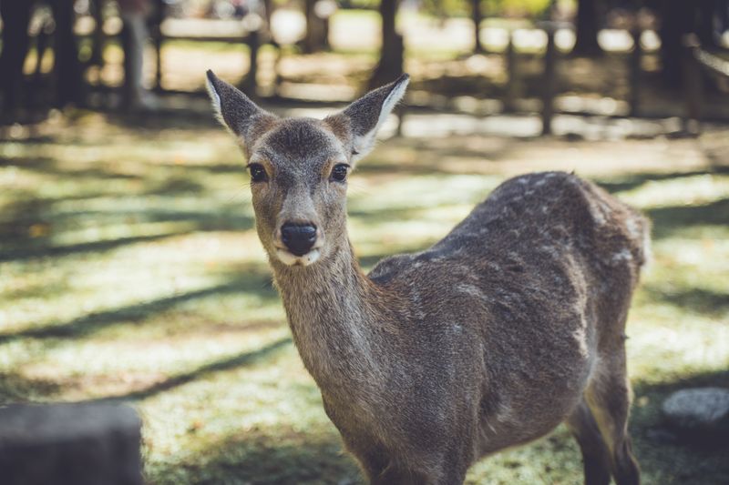 Nara private day tour