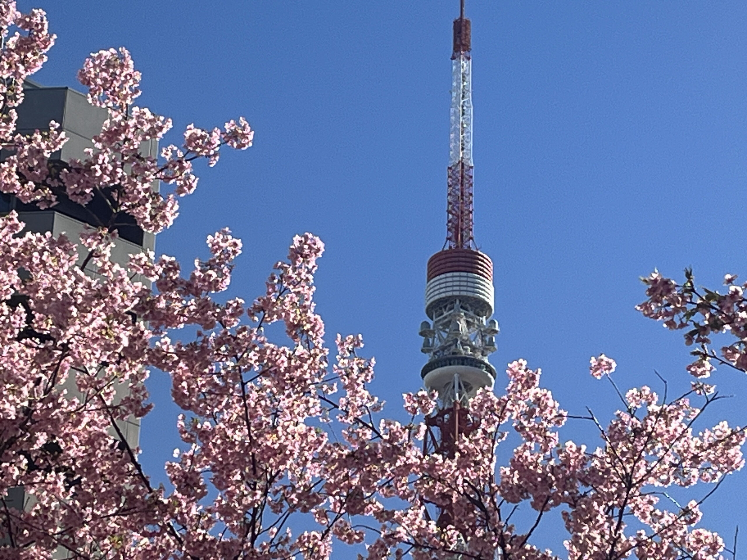 A vibrant blend of tradition and innovation, with stunning cherry blossoms.