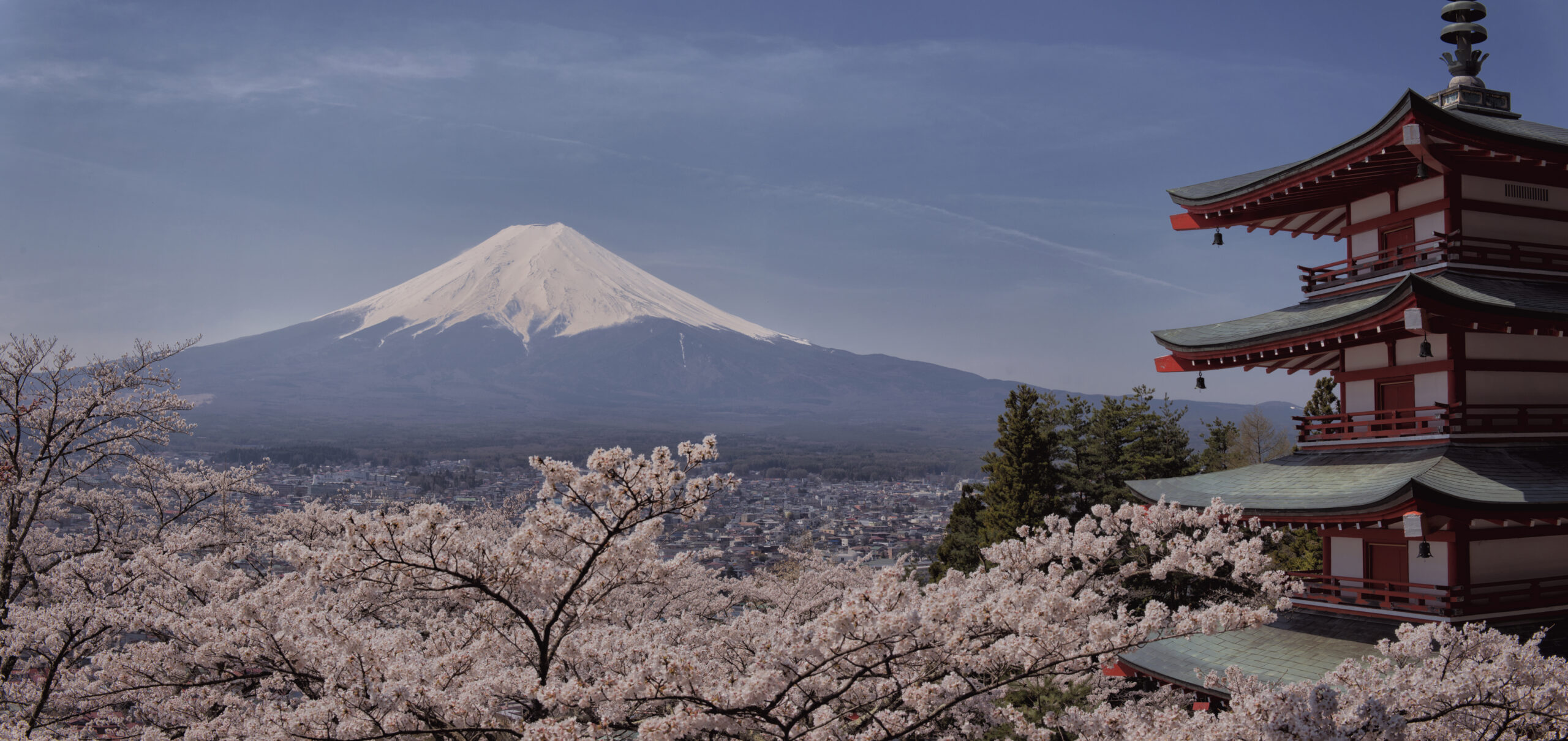 Japan’s iconic peak, framed by breathtaking sakura views.