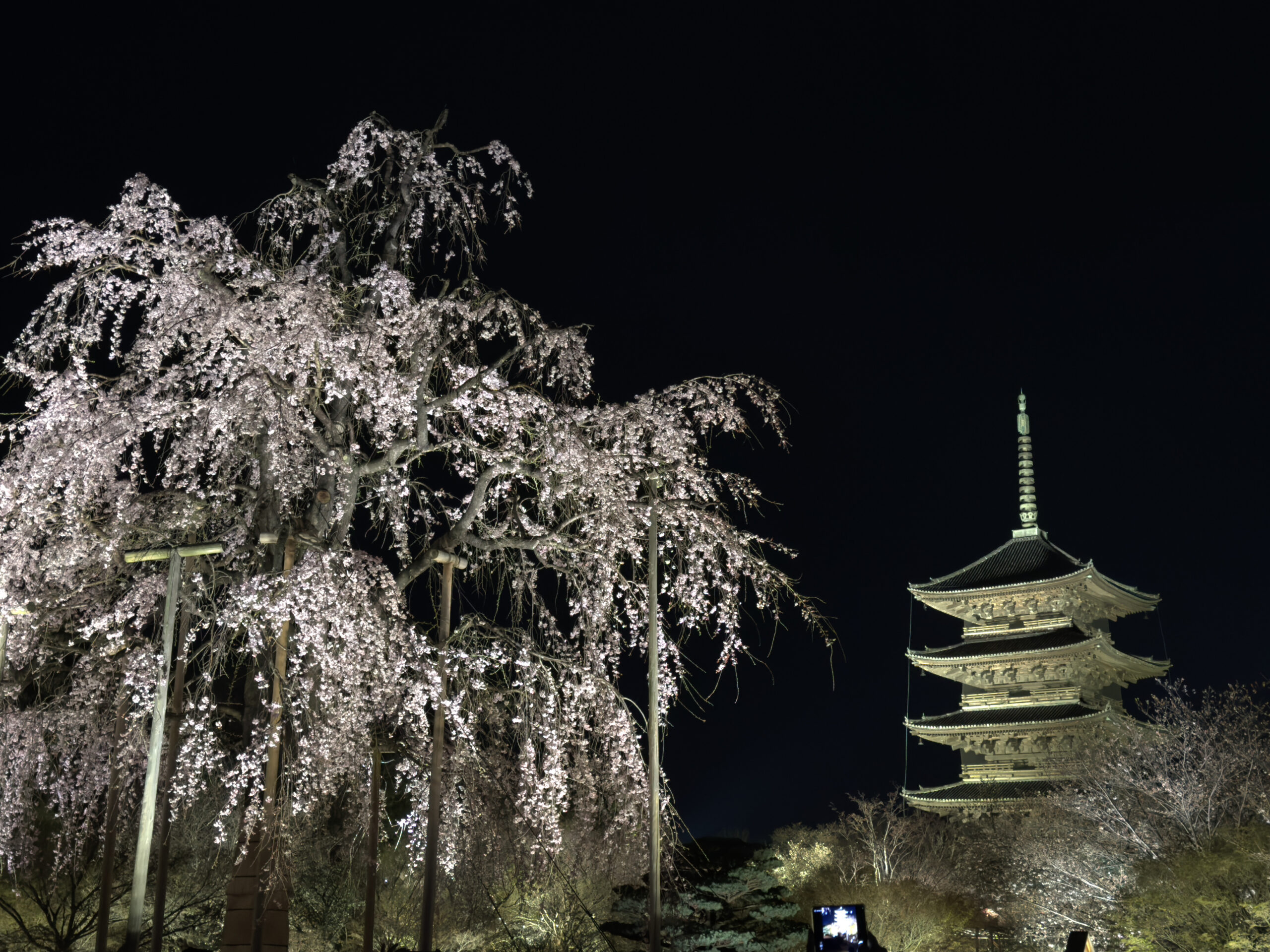 Timeless temples and historic streets adorned with cherry blossoms.