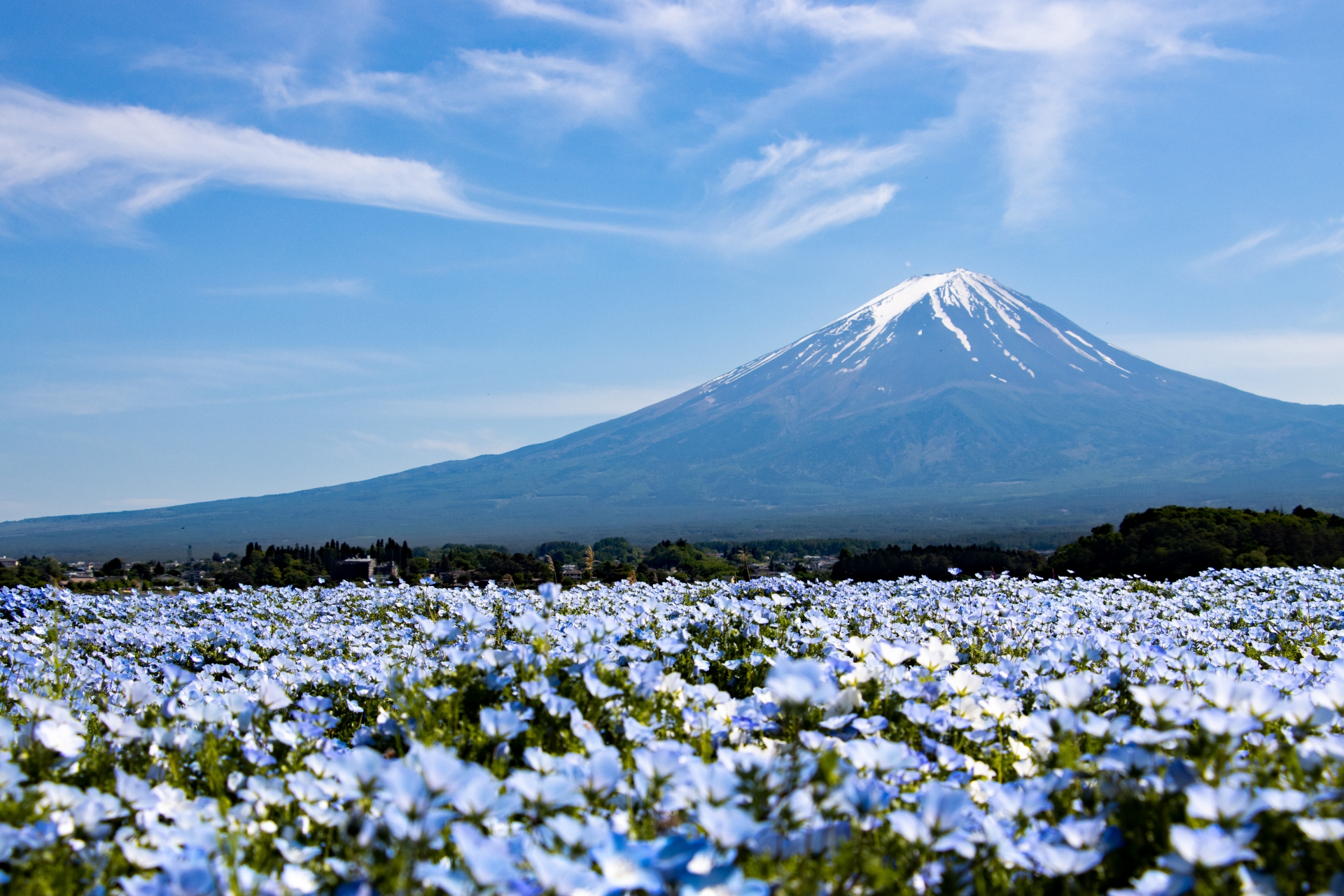 Mt. Fuji private day tour