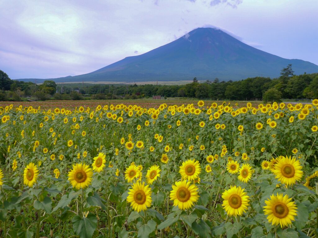 Cool & Scenic Day Trips from Tokyo: 5 Escapes to Beat the Summer Heat 1 day trips from Tokyo