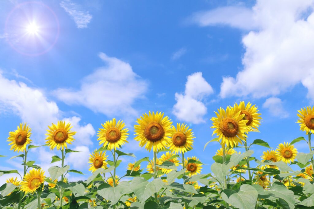 Your Japan Summer Holiday, Custom-Crafted: 5 Reasons Private Tours Win in August 1 Japan Summer Holiday