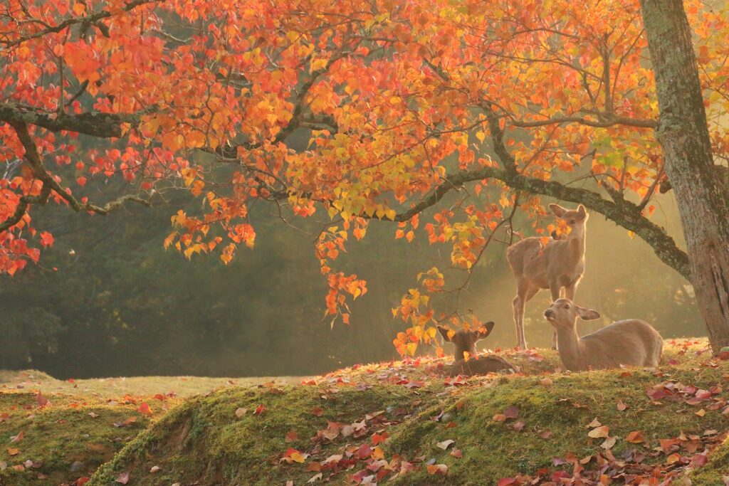Nara Autumn Tour