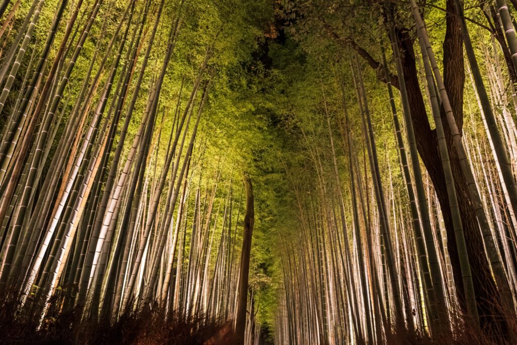 Autumn Lights in Japan 2025: Where to See the Best Fall Night Illuminations 7 23121898 m