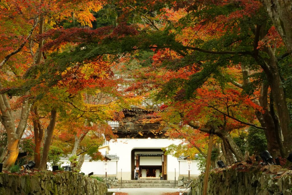Magical Autumn Day Trips from Osaka & Kyoto: 5 Scenic Getaways for Fall Foliage Lovers 1 Autumn Day Trips