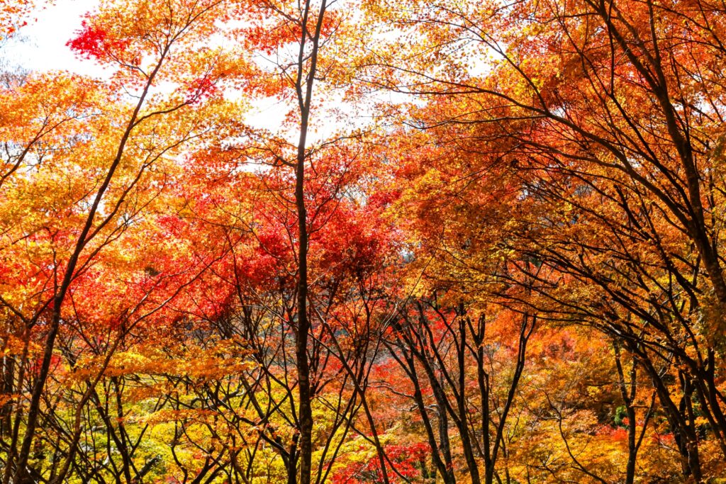 Autumn Gems in Kyoto