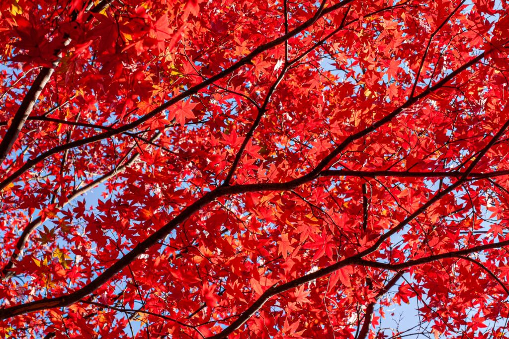 Experience Japan in November: 5 Breathtaking Autumn Scenery & Must-Visit Fall Destinations 1 Japan in November