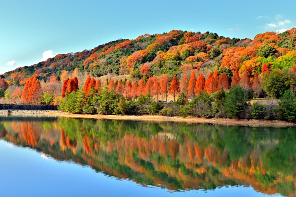 Scenic Autumn Road Trips in Japan 2025: 5 Breathtaking Drives for Fall Foliage Lovers 6 4270997 m