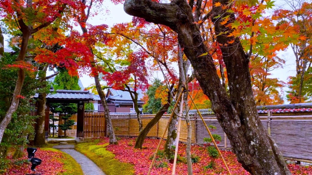 Nature Walks & Scenic Escapes: 5 Best Autumn Walks in Japan Near Tokyo, Kyoto & Osaka 7 23149531 m 1