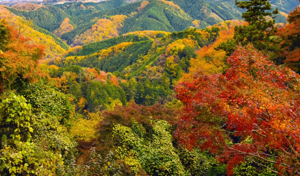 Nature Walks & Scenic Escapes: 5 Best Autumn Walks in Japan Near Tokyo, Kyoto & Osaka 4 25395488 m