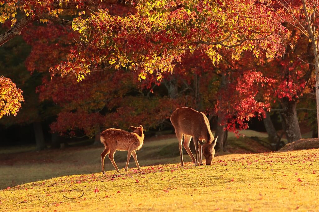 Nature Walks & Scenic Escapes: 5 Best Autumn Walks in Japan Near Tokyo, Kyoto & Osaka 5 4103841 m