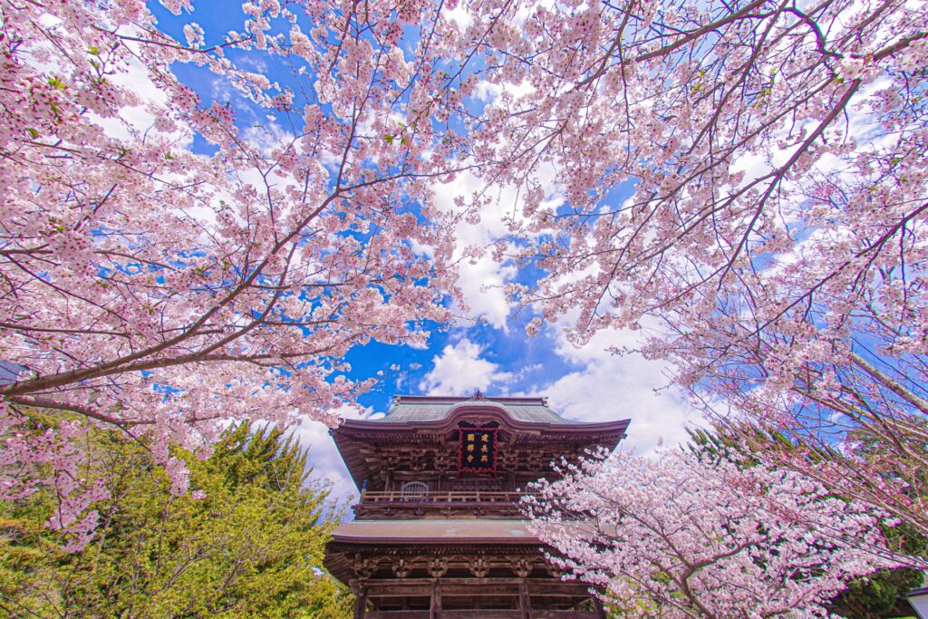 Best Cherry Blossom Day Trips from Tokyo: 4 Beautiful Sakura Escapes Near the City 3 22859098 m