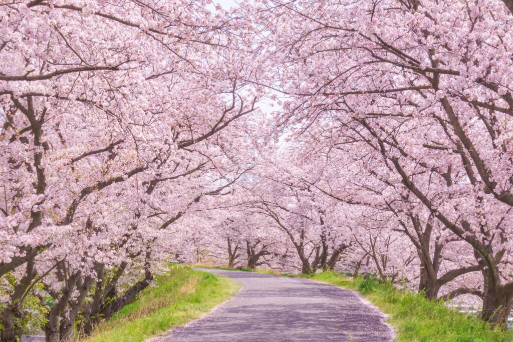 Cherry Blossom Season
