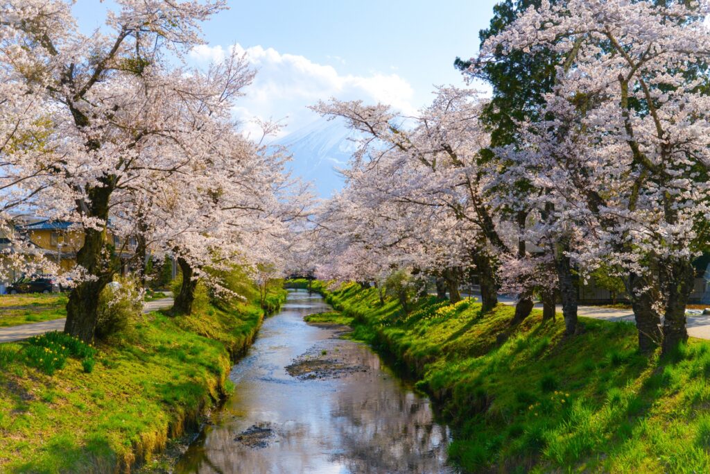 Mt. Fuji and Cherry Blossoms 2026: Unforgettable Spring Day Trip from Tokyo 4 23661473 m
