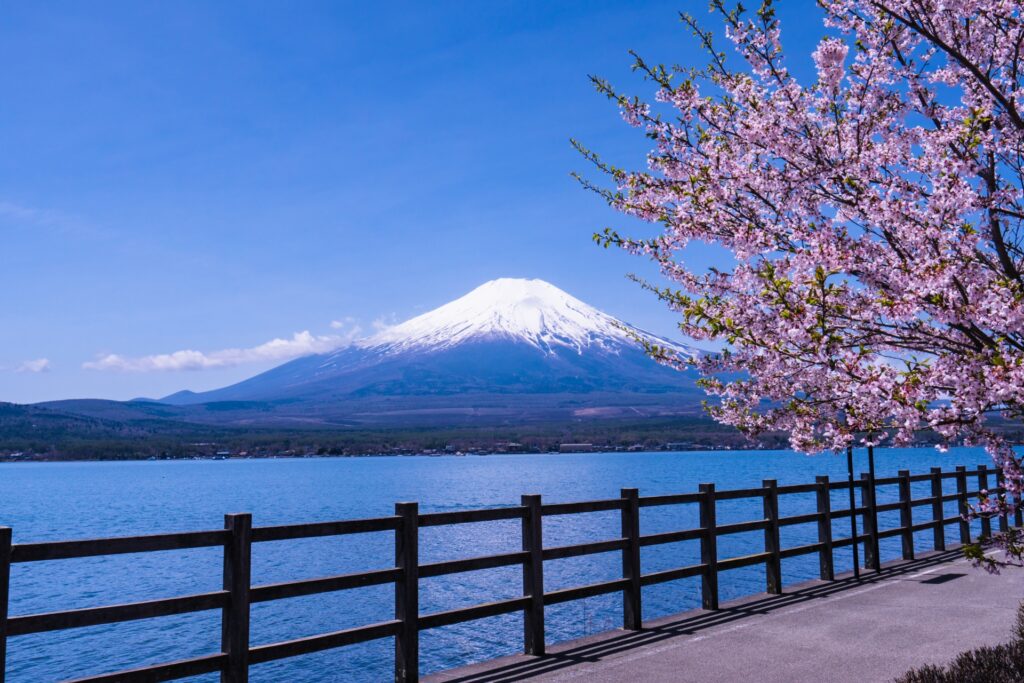 Mt. Fuji and Cherry Blossoms 2026: Unforgettable Spring Day Trip from Tokyo 5 24828093 m