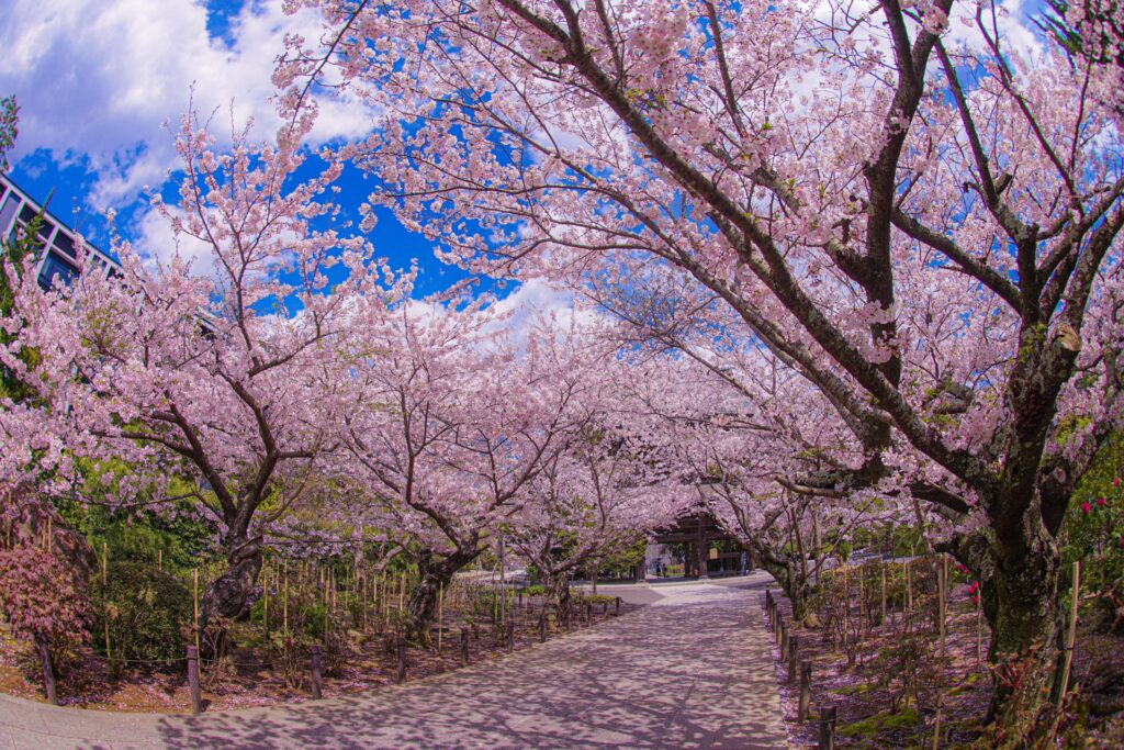 Best Cherry Blossom Day Trips from Tokyo: 4 Beautiful Sakura Escapes Near the City 6 27110008 m