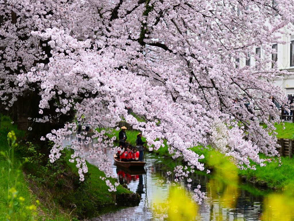 Best Cherry Blossom Day Trips from Tokyo: 4 Beautiful Sakura Escapes Near the City 4 29601780 m