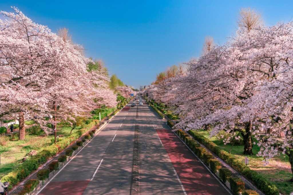 Cherry Blossom Spots in Tokyo