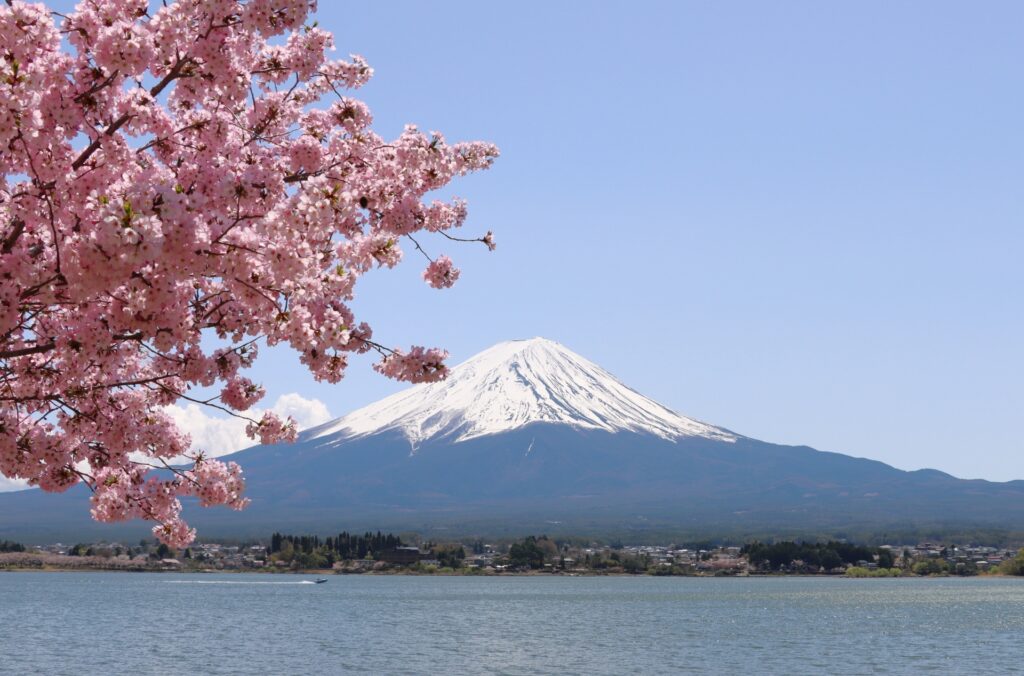 Mt. Fuji and Cherry Blossoms 2026: Unforgettable Spring Day Trip from Tokyo 1 Mt. Fuji and Cherry Blossoms