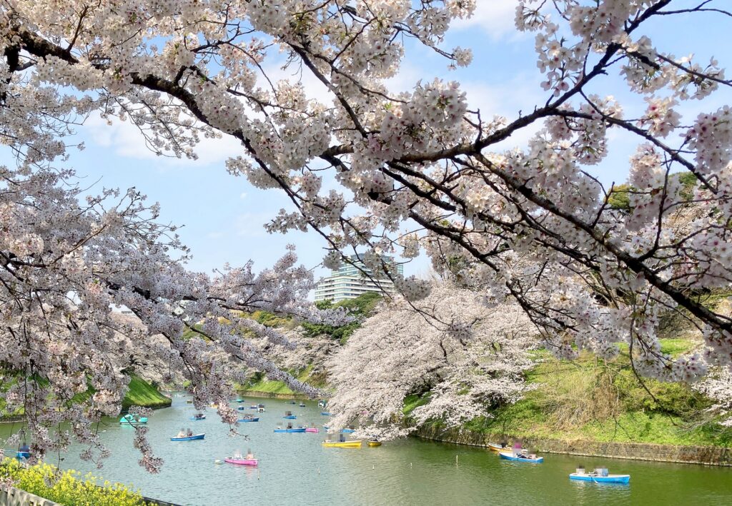Cherry Blossom Viewing in Japan