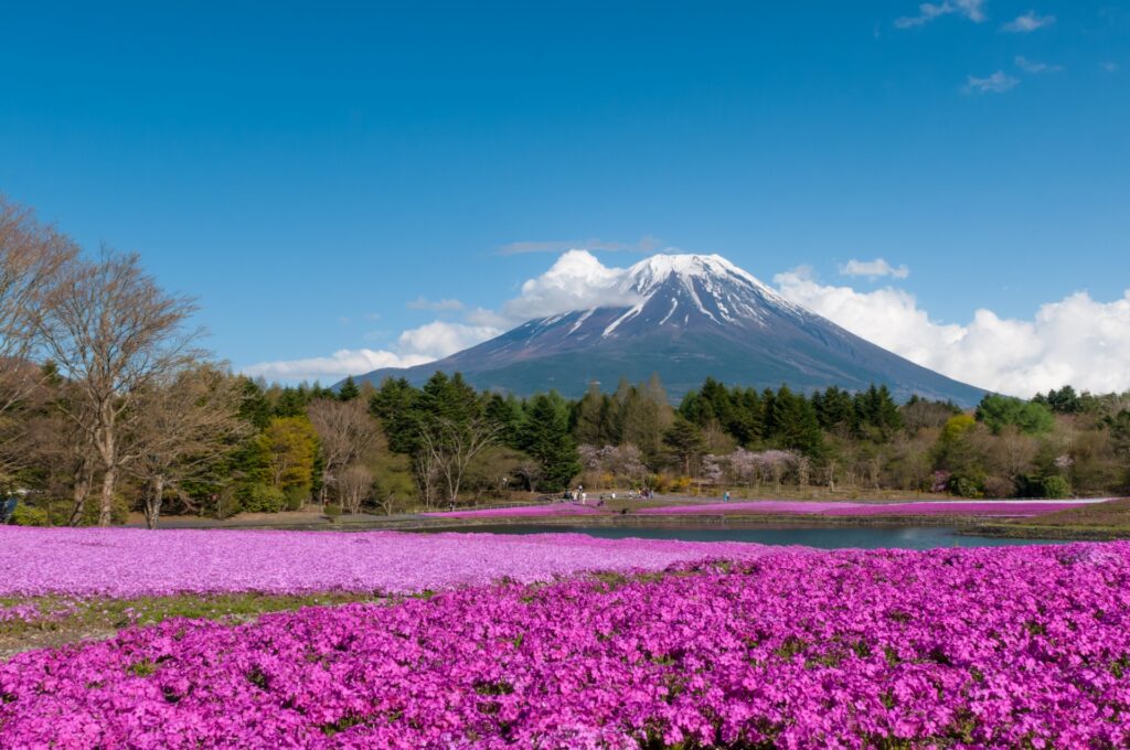 Fuji Shibazakura Festival