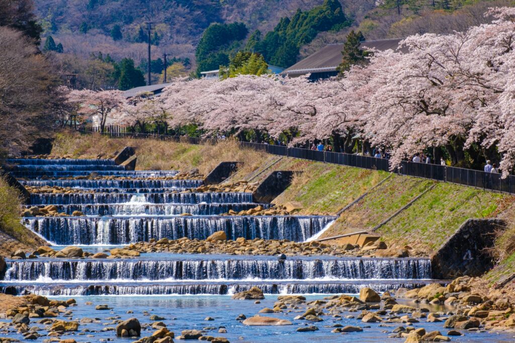 Late Cherry Blossom Spots in Japan
