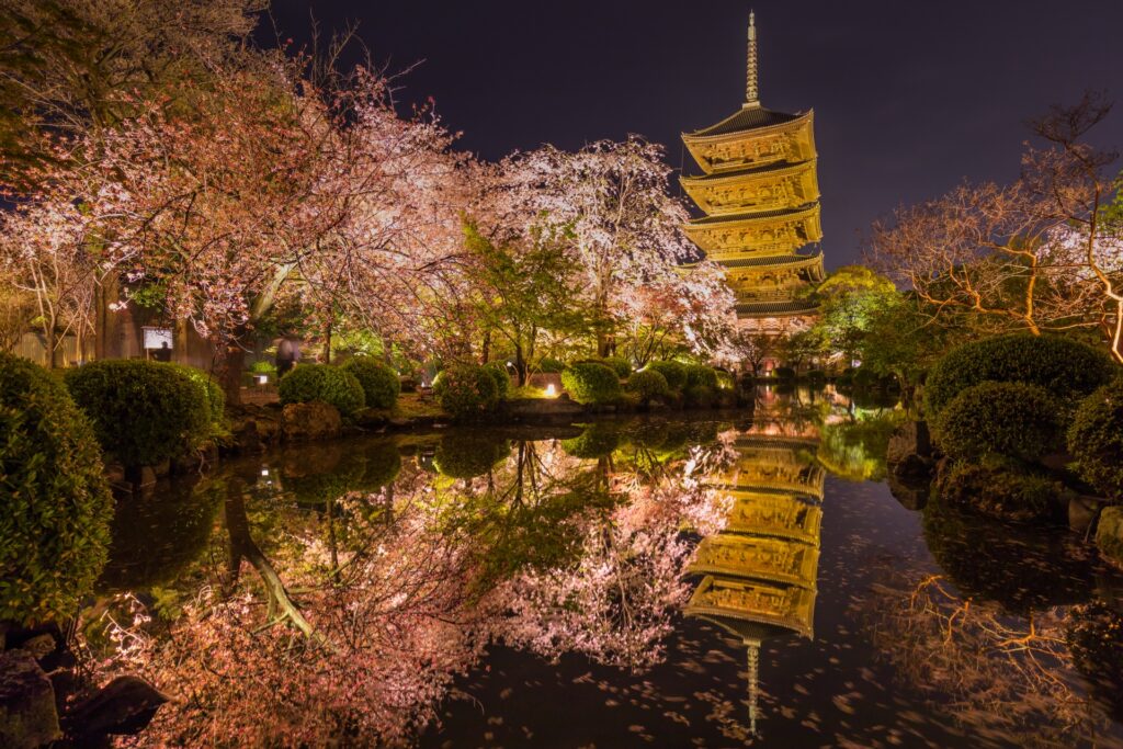 cherry blossom night viewing 
