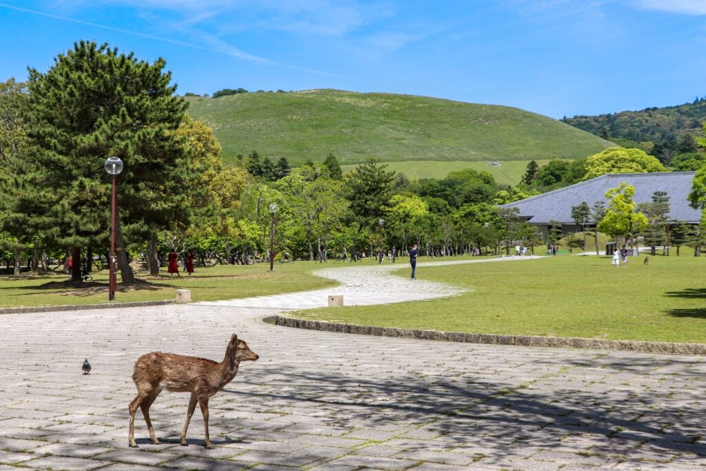 4 Amazing Family Friendly Day Trips from Kyoto and Osaka for Families Traveling 2 image 16