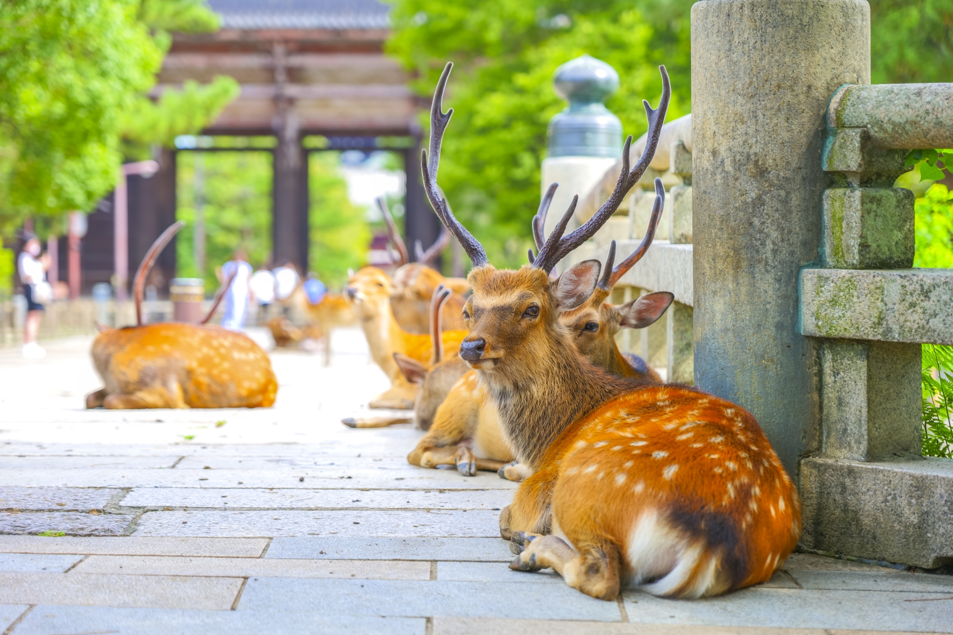 Nara Day Trip from Kyoto or Osaka: Deer, Temples & Traditional Japan 4 24796308 m