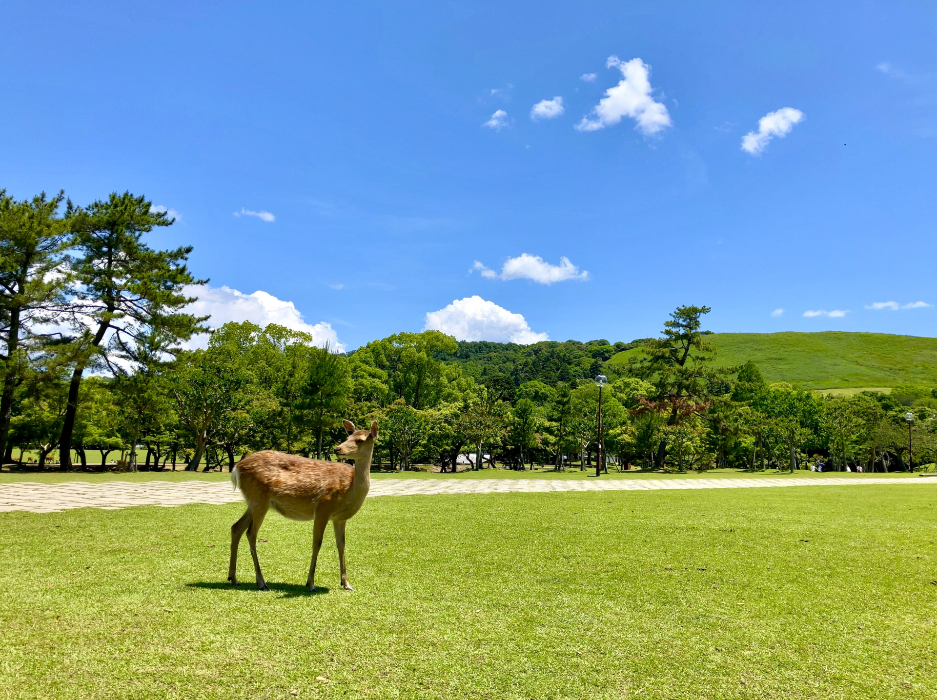 Nara Day Trip from Kyoto or Osaka: Deer, Temples & Traditional Japan 10 33015895 m
