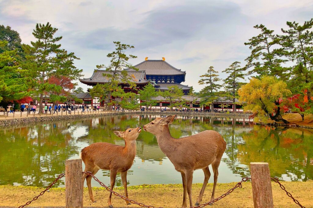 Nara Day Trip from Kyoto or Osaka: Deer, Temples & Traditional Japan 2 3904413 m 1
