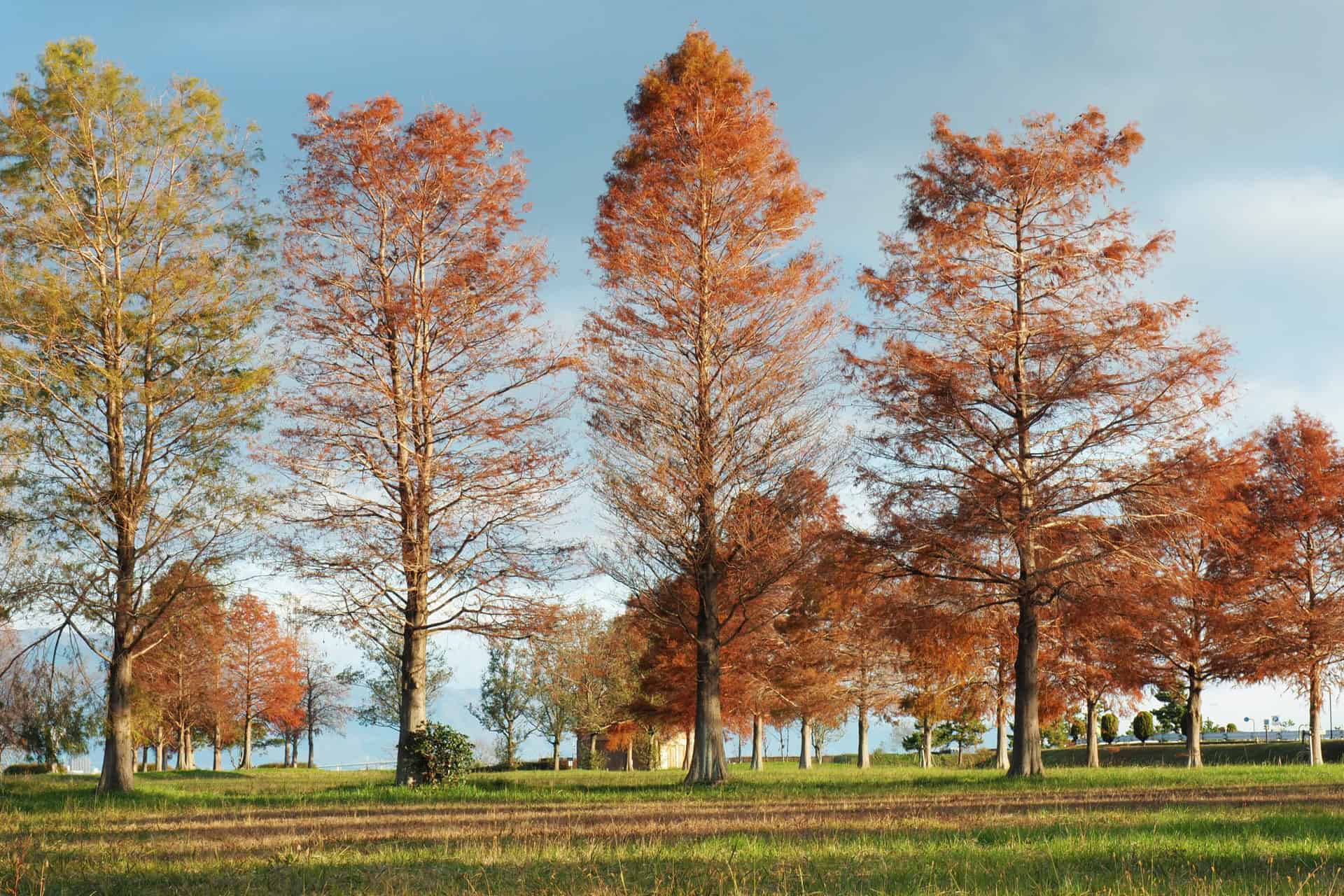 7 Beautiful Autumn Day Trips from Osaka & Kyoto 9 22718075 m