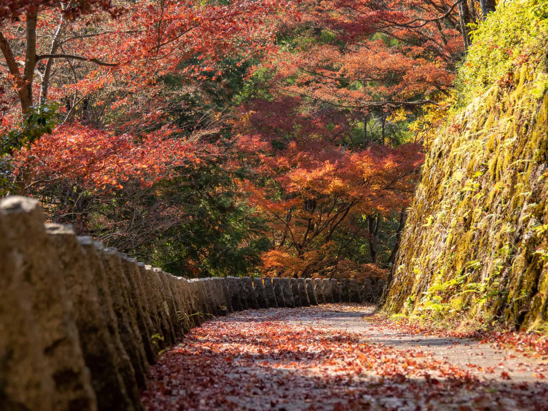 7 Beautiful Autumn Day Trips from Osaka & Kyoto 10 24811797 m