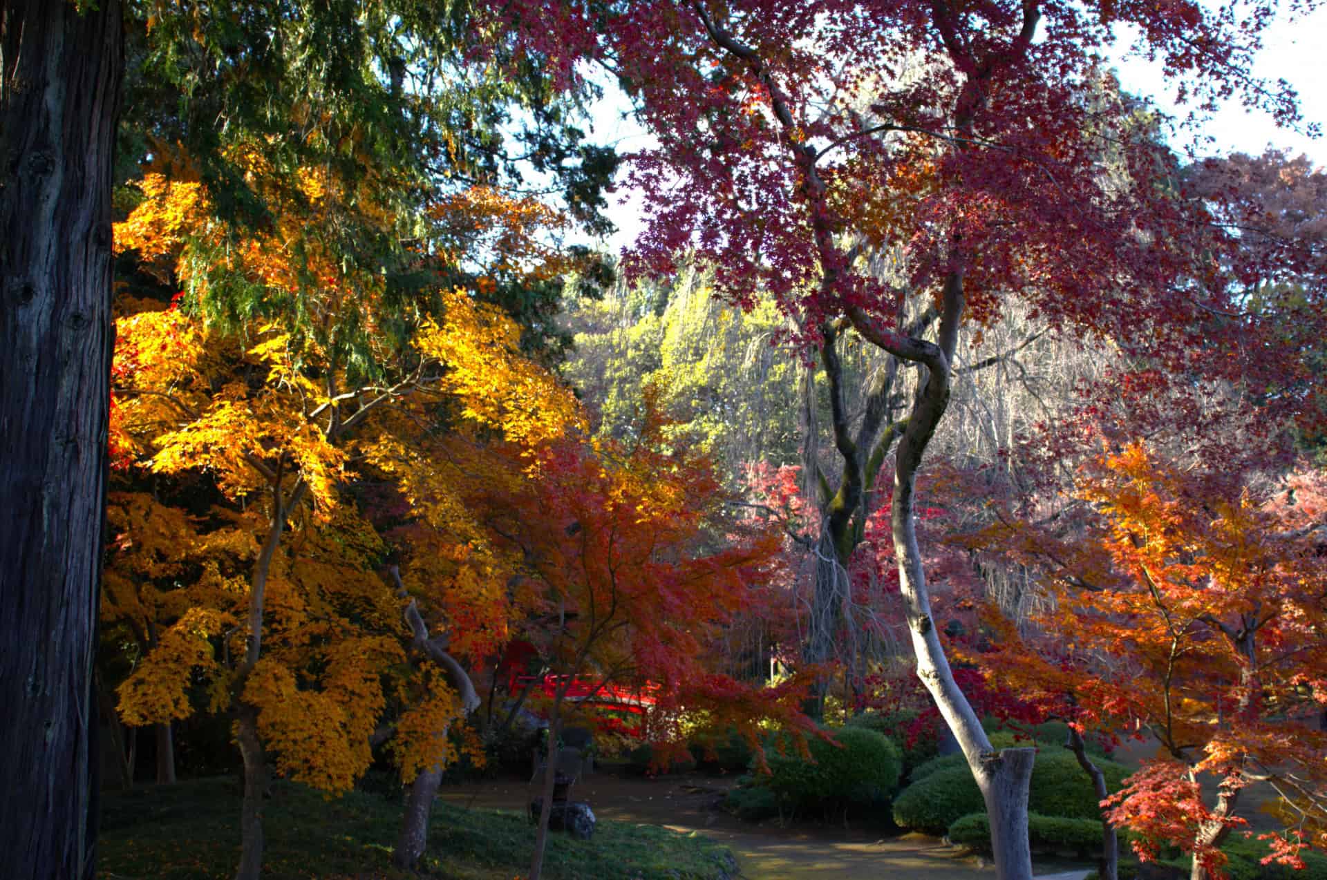 7 Beautiful Autumn Day Trips from Tokyo 8 28516477 m