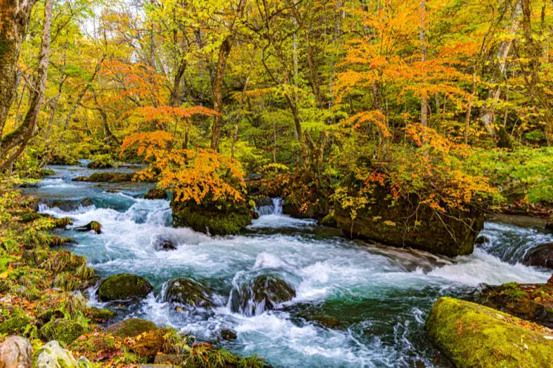Autumn foliage along Oirase Gorge, Aomori