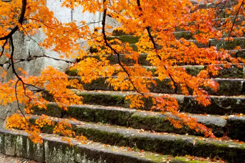 Tsuruga Castle in Aizuwakamatsu with autumn foliage on the stone steps