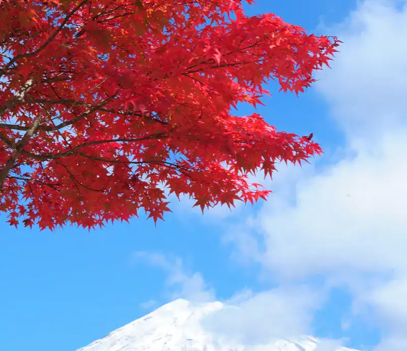 Autumn maple foliage with Mt. Fuji behind, near Gotemba Premium Outlets
