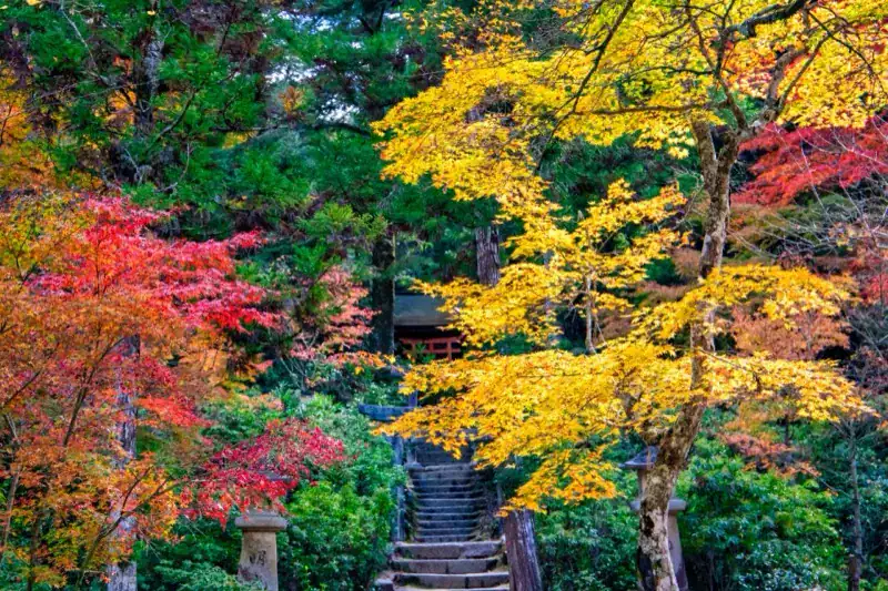Autumn foliage over the floating torii gate at Itsukushima Shrine, Miyajima