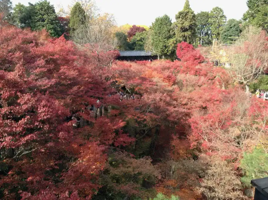 Autumn foliage around the Tsutenkyo bridge at Tofukuji temple, Kyoto