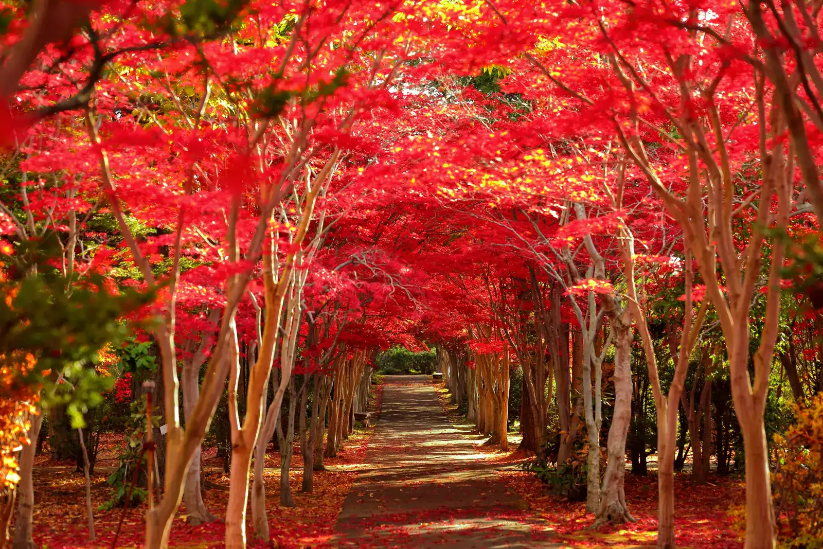 Autumn foliage in Japan