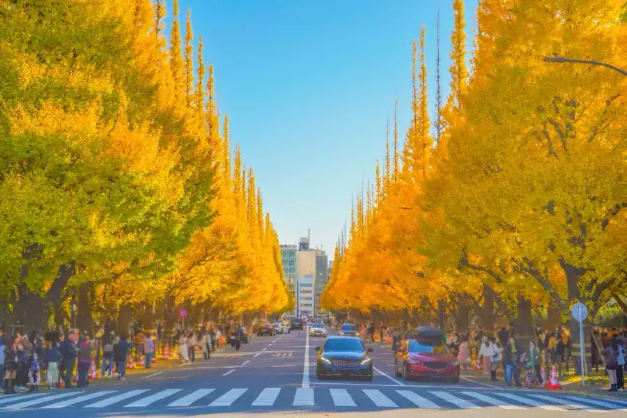 Golden ginkgo tree avenue at Meiji Jingu Gaien, Tokyo, in autumn