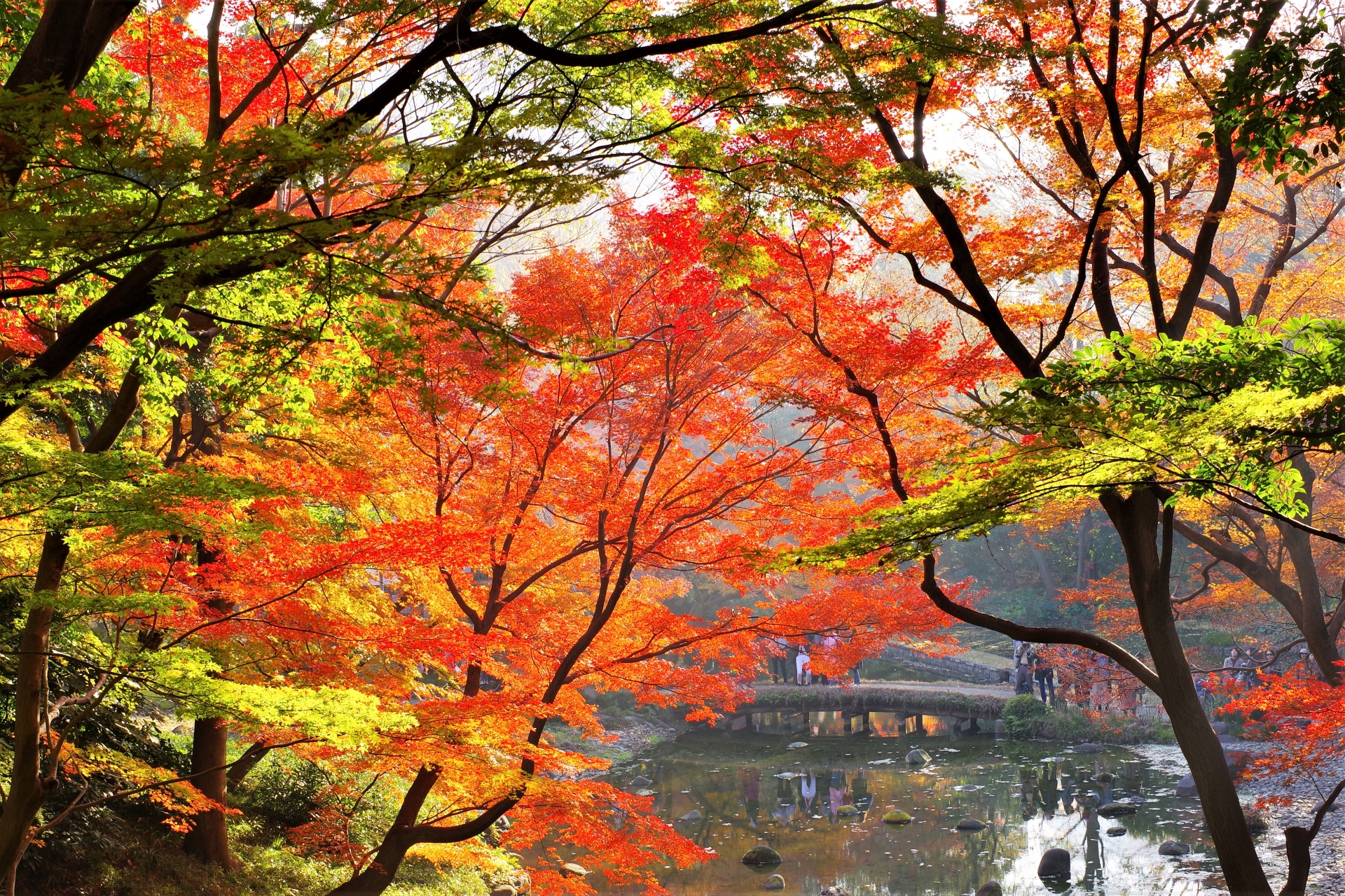 7 Beautiful Autumn Foliage Spots in Tokyo to Add to Your Tokyo Itinerary 6 1367629 m